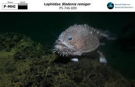 Image result for Sladeniaceae