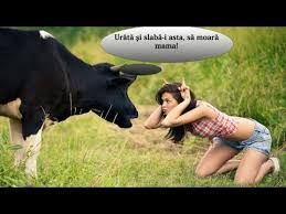 Видео faze comice cu preoţi канала licurici scăpărici. Faze Comice Home Facebook