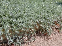 Image result for Stemodia