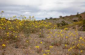The desert plants featured on this web page have a natural beauty which can enhance any desert landscape. Desert Plants Arizona State Parks