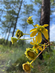 Image result for Schoenoxiphium