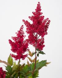 Fluffy spikes of astilbe flowers appear in summer and add color to dark areas. Prachtspiere Fanal Astilbe Arendsii Fanal Gunstig Online Kaufen
