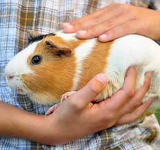 The essential supplies guinea pigs need include a roomy cage, a water bottle and bowls for feeding and drinking, a hay rack for timothy hay, and at least one hideout for a feeling of safety. Guinea Pig Supplies Accessories Toys Petsmart