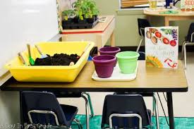 Reggio Inspired Plant Provocation Sensory Play Plants Reggio Inspired Reggio Emilia