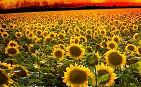 You can grow sunflowers from seeds or seedlings. Amazon Com Outsidepride Wild Sunflower Plant Flower Seeds 1000 Seeds Garden Outdoor