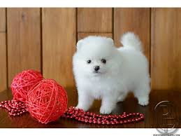 Black And Brown Pomeranian Price In India Looking For Small Pomeranian Dog Puppy In Mumbai Maharashtra India In Pet Animals And Accessories Category Under Budg Pomeranian Puppy Pomeranian Dog Puppies