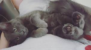 It Is Tybalt S 2nd Birthday Today I Would Be Lost Without Him 2nd Birthday Cats Birthday