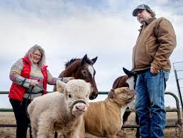 She thinks she's a puppy' — Confused calf saved by horses, raised by humans  in Lincoln