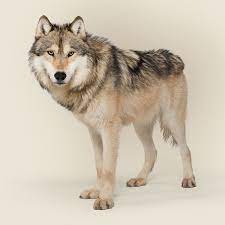 Wolflandia The Fight Over The Most Polarizing Animal In The West Animals Wolf Sitting Yellowstone Wolves