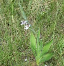 Image result for Gladiolus ecklonii