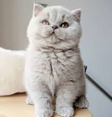 Scottish Straight Cats Creatures Of Unearthly Beauty They Live On Earth In 2020 Cats British Shorthair Kittens Cute Cats