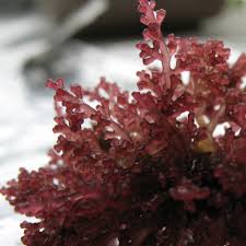 Image result for Launaea rogersii