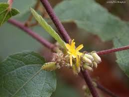 Image result for Triumfetta pilosa