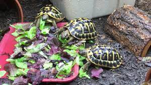 Hermann S Tortoise Lifespan How Long Does A Hermann S Tortoise Live