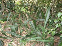 Image result for Sansevieria pedicellata