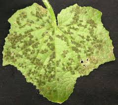 Image result for mildew on cucumbers