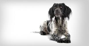 Image result for Malý münsterlandský ohař