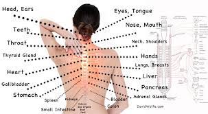 The liver is composed of the left lobe and right lobe. The Real Reason Behind Pain How The Spine Is Connected To Internal Organs Fitness And Power