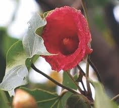 Image result for Thespesia