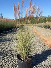 Image result for Miscanthus