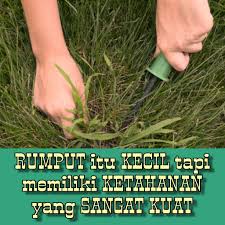 We did not find results for: Rumput Liar