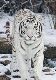 Snow Walker Animals Beautiful Animals White Tiger