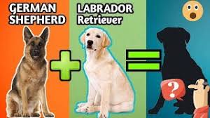 We did not find results for: 10 Incredible Mixed Cross Hybrid Of German Shepherd Finest Cross Breeds Of German Shepherd Youtube