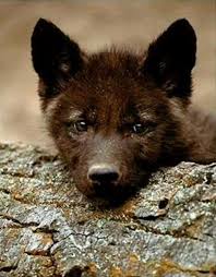 Black And Brown Wolf Pin By Dineh Torres On Wolves Baby Wolves Wolf Pup Wolf Dog