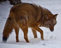 Coyote is a programming framework for building reliable asynchronous software. Coywolves Are Taking Over Eastern North America Smart News Smithsonian Magazine