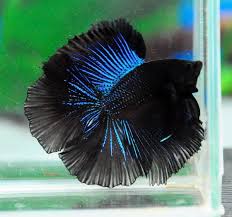 Males 3 inches (8 cm.) max Aquabid Com Halfmoom Betta Auctions Tue Feb 10 06 41 15 2015 Pez De Acuario Luchador De Siam Betta