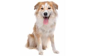 Many times, temperament may lean towards one parent over the other. Golden Border Retriever Border Collie Golden Retriever Mix Pictures Guide Info More Pet Keen