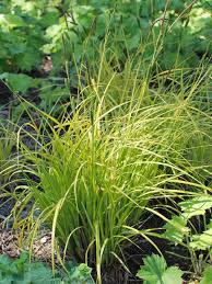 Image result for Carex cognata