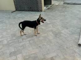 All of uptown's partners—both businesses and breeders—follow our strict breeder pledge, protecting you and your pup with our no puppy mill promise. German Shepherd Female 3 5 Months Lahore Free Classifieds In Pakistan