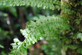 Image result for Vandenboschia