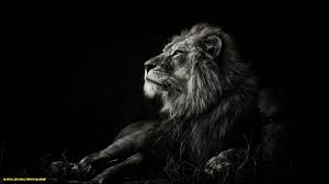 1080p Black And White Lion Wallpaper 13 Things That Happen When You Are In Black Lion Wallpaper Hd 13p Black Lion Wallpaper Hd 13p In 2020 Lion Hd Wallpaper Lion Images Black And White Lion