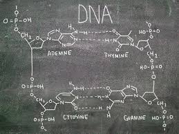 List the 3 basic steps of dna replication: Dna Structure And Replication Ck 12 Foundation