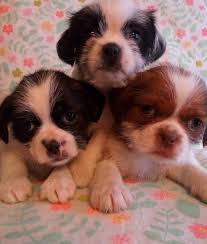Find german shepherd dog puppies and breeders in your area and helpful german shepherd dog information. H O O B L Y P E T S M I C H I G A N Zonealarm Results