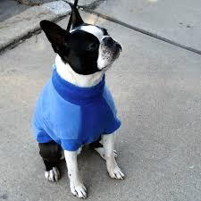 Fido Fleece Coat For Small Dogs From Golly Gear