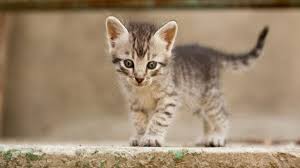 Bentuk wajah kucing persia medium ini sedikit runcing, namun tidak seruncing kucing lokal dan. Makanan Anak Kucing Umur 1 Bulan Dan Cara Merawatnya Perhatikan Nutrisinya Hot Liputan6 Com