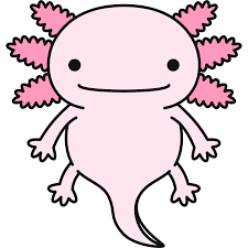 ウーパールーパーの無料イラスト | 無料イラスト＆かわいいフリー素材集 ねこ画伯コハクちゃん