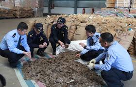 A startled pangolin will cover its head with its front legs, exposing its scales to any potential. Smuggled Pangolin Scales Seized In Joint Operation Chinadaily Com Cn