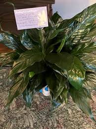 Jim David Shaffer Obituary