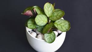 Berikut 8 rekomendasi toko tanaman hias yang menjual indoor plants dengan harga terjangkau untuk dekor rumah. Menilik Harga Tanaman Hias Doa Di Toko Online Sampai Tembus Rp12 Juta