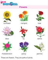 Aster Flower Name In Sanskrit Best Flower Wallpaper
