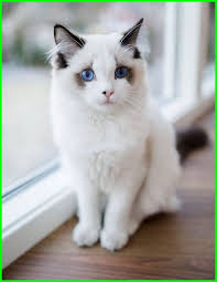 Banyak sekali yang menyukai kelinci ini walaupun hanya sekedar untuk memeliharanya tetapi sifat yang manja dan agresifnya membuat kelinci menjadi hewan imut dan menjadi primadona untuk hewan peliharaan. Gambar Kucing Lucu Imut Dan Paling Menggemaskan Sedunia Gambar Kucing Lucu Kucing Lucu Kucing