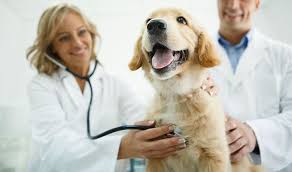 If you're considering health insurance for your dog, you've got some work to do to pick the right coverage. Does Pet Insurance Cover Routine Vet Visits Allstate