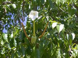 Image result for Dolichandrone alba