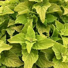 Image result for Coleus guerkei