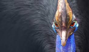 10 Australian Keystone Endangered Species Australian Geographic