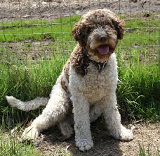 List your kennel with us and advertise that you are a breeder, trainer or handler. Ducketts Aron Canada S 1 Breeder Of Lagotto Lagotto Romagnolo Of Canada Lrc Lagotto Romagnolo Italian Water Dog Breeders